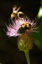 Thistle - Cheirolophus sempervirens - pollination by bumble bee Royalty Free Stock Photo