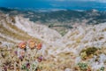 Thistle Cirsium creticum plant flower in front of stunning greek mountain scape