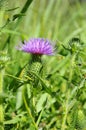 Thistle - Cirsium-vulgare