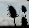 A 3 thistle close up 4K. Royalty Free Stock Photo