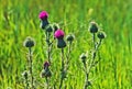 Thistle Royalty Free Stock Photo