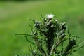 Thistle Closeup Royalty Free Stock Photo