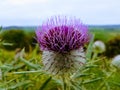 Thistle Closeup Royalty Free Stock Photo
