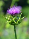 Thistle is the common name of a group of flowering plants Royalty Free Stock Photo
