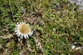 Dry thistle flower with seeds. Natural background. Royalty Free Stock Photo