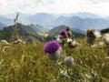 Thistle is the common name of a group of flowering plants characterised Royalty Free Stock Photo