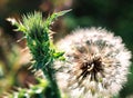 Thistle and dandelion Royalty Free Stock Photo