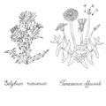 Thistle and Dandelion hand drawn. Silybum marianum and Taraxacum officinale Royalty Free Stock Photo