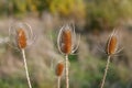 A thistle, Dipsacus fullonum, in autumn time