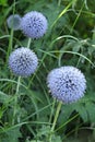 Thistle Echinops ritro in bloom Royalty Free Stock Photo