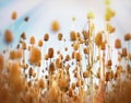 Thistle field - burdock field Royalty Free Stock Photo
