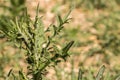 Thistle on the field with a lot of plant lice