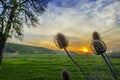 Thistle in the field Royalty Free Stock Photo