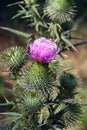 Thistle flower Royalty Free Stock Photo