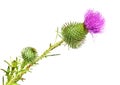 Thistle Flower Royalty Free Stock Photo