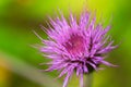 Thistle flower Royalty Free Stock Photo