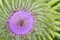 Thistle flower Royalty Free Stock Photo