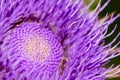 Thistle flower Royalty Free Stock Photo