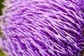 Thistle flower Royalty Free Stock Photo