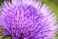Thistle flower Royalty Free Stock Photo
