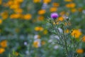 Thistle flower