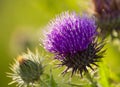 Thistle flower Royalty Free Stock Photo