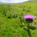 Thistle flower on a green field background