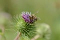 Thistle flower with a bee, spiky purple wildflower and a bee