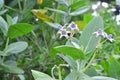 Thistle flower or Biduri with the Latin name Calotropis gigantean Dryand.