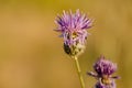 Thistle Flower in bloom in the field Royalty Free Stock Photo