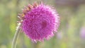 Thistle Flower in Bloom in the field,flower swings from the whiff of the wind, thistle moving in the breeze at sunset