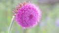 Thistle Flower in Bloom in the field,flower swings from the whiff of the wind, thistle moving in the breeze at sunset