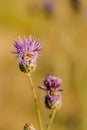 Thistle Flower in bloom in the field Royalty Free Stock Photo