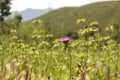 Thistle flower bloom in purple color in Attika, Greece Royalty Free Stock Photo