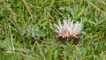 Thistle flower blooming in the high mountain meadow