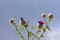 Thistle flower blue sky background Royalty Free Stock Photo