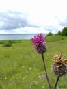 Thistle flower close-up on a background of green meadow and lake Royalty Free Stock Photo