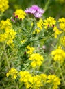 Thistle flower