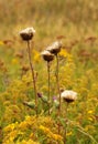 Thistle flower after dispersing seeds Royalty Free Stock Photo