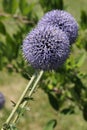 Thistle flower Echinops ritro Royalty Free Stock Photo