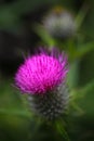 Thistle flower and emblem of Scotland