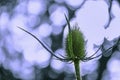 Thistle flower growing on meadow with backlight bokeh in backgro