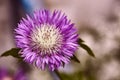 Thistle flower with insects on it.One close-up of a field of purple milk thistle close-up on a bokeh background. Lilac spiny Royalty Free Stock Photo