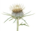 Thistle flower isolated on white background with sharp leaves and dried bloom Royalty Free Stock Photo