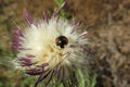 Thistle flower in the meadow, closeup Royalty Free Stock Photo