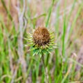 Thistle flower in the meadows. Onopordum Acanthium. Spiky plant Royalty Free Stock Photo