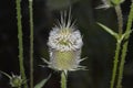 Thistle on flower. Natural Royalty Free Stock Photo