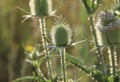 Thistle flower