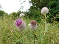 Thistle flower in the nature in the green grass in the nature or garden Royalty Free Stock Photo