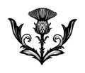 Thistle flower -the Symbol Of Scotland.